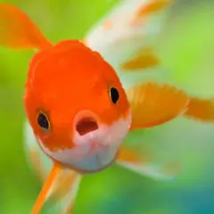 En orangefärgad lejonhuvudguldfisk simmar nära kameran med öppen mun.