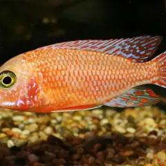 En eldig fisk med orange fjäll och blå prickar på fenorna simmar över en grusig botten.