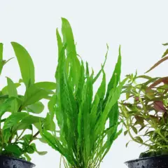 Three potted aquatic plants: green leafy, long green, and red-green leafy.