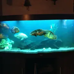 Stora oscar ciklider simmar i ett akvarium med blått ljus och sandbotten. En vit fisk syns också.