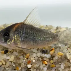 En Corydoras duplicareus simmar på grusig botten. Fisken har en mörkgrå kropp med skimrande sidor och en orangefärgad fläck på huvudet.