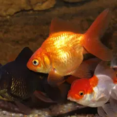 Guld- och svartfiskar simmar i ett akvarium. En guldfisk med orange fenor är i förgrunden. Akvarium storlek är inte synlig, men fiskarna ser ut att trivas.