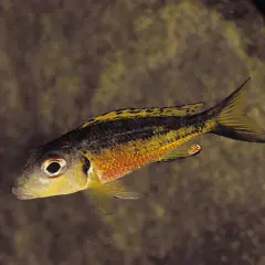 Fisk med orange och svarta ränder simmar i bräckvatten.
