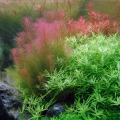 Rikligt med Rotala wallichii i akvariet, med både gröna och rödaktiga nyanser. Små fiskar simmar bland växterna.