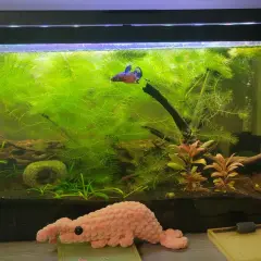 En kampfisk simmar bland frodigt grönt vattenväxt, *Ceratophyllum demersum*, i ett akvarium.
