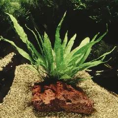 Java fern växer frodigt från en rödaktig sten på en sandig botten i ett akvarium.