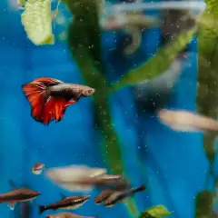 En kampfisk med röda fenor simmar i ett akvarium. Flera andra små fiskar syns i bakgrunden. Kampfisk akvarium storlek kan variera.