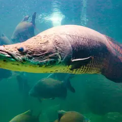 En stor arapaima fisk simmar i grumligt vatten, omgiven av andra fiskar.