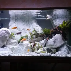 Fiskar simmar bland stora, vita stenar i ett akvarium. Lite mossa på stenarna ger en naturlig känsla.