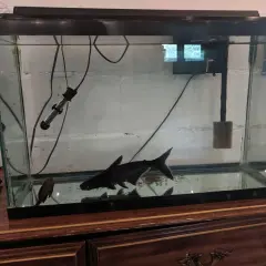 En stor, svart haj simmar i ett akvarium med en mindre prickig fisk.