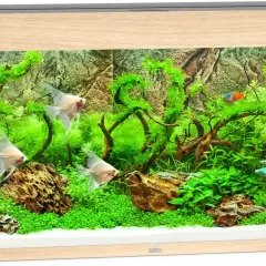 Ett vackert akvarium Juwel 240 liter med ljusa scalarer och färgglada småfiskar simmar bland frodig grönska och drivved.