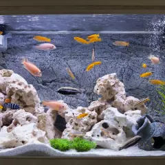 Ett inrett akvarium med många färgglada fiskar som simmar bland stenar och växter.