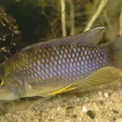 En fisk med blå fjäll och orange stjärtfena simmar i akvarium. Vattenhårdhet Gävle kan påverka fiskens välmående.