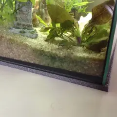 Akvariets botten med grus och växter. En liten bit fisk bajs syns nära en sten.