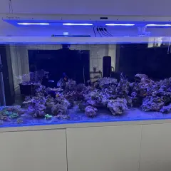 Ett akvarium med koraller och fiskar, inklusive en clownfisk och en kejsarfisk. En cleaner shrimp putsar stenarna.