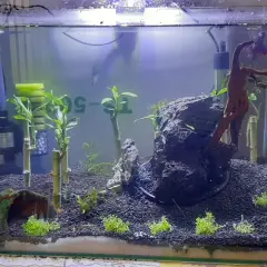 Akvarium med bambu, stenar och en fisk. Dracaena sanderiana växer i vattnet.