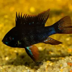En mörk fisk med blå prickar simmar i ett akvarium med svarta alger.