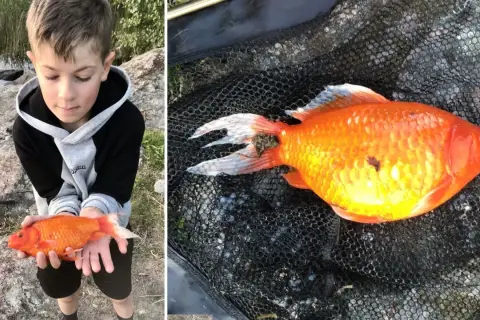 En pojke håller en orange guldfisk i händerna. En annan bild visar samma guldfisk i ett fiskenät, utan pump i skålen.