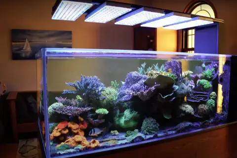 Ett 8 kantigt akvarium med färgstarka koraller och fiskar, belyst av LED-lampor.