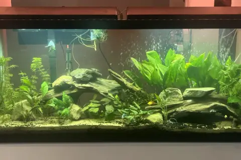 Ett frodigt 120 liter akvarium med många gröna växter, drivved och stenar. Några små fiskar simmar bland bubblorna.