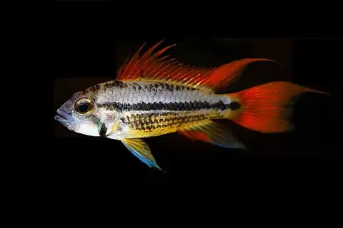 En Apistogramma cacatuoides med lysande orange fenor och en distinkt svart rand simmar mot en mörk bakgrund.