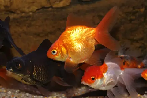 Guld- och svartfiskar simmar i ett akvarium. En guldfisk med orange fenor är i förgrunden. Akvarium storlek är inte synlig, men fiskarna ser ut att trivas.