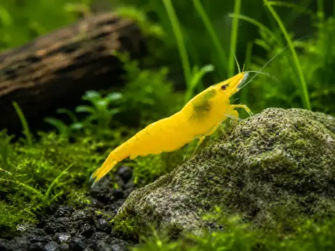 Neritsnäcka i akvarium - Så lyckas du & får algfritt!