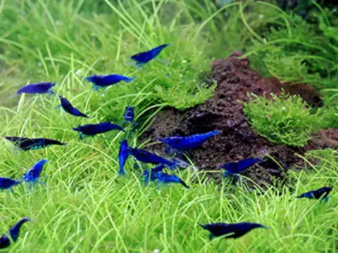 Rockor i akvarium - Vad äter de bäst och hur matar du?