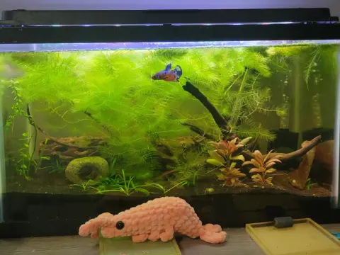 Hornsärv i akvarium - En komplett guide för nybörjare & proffs