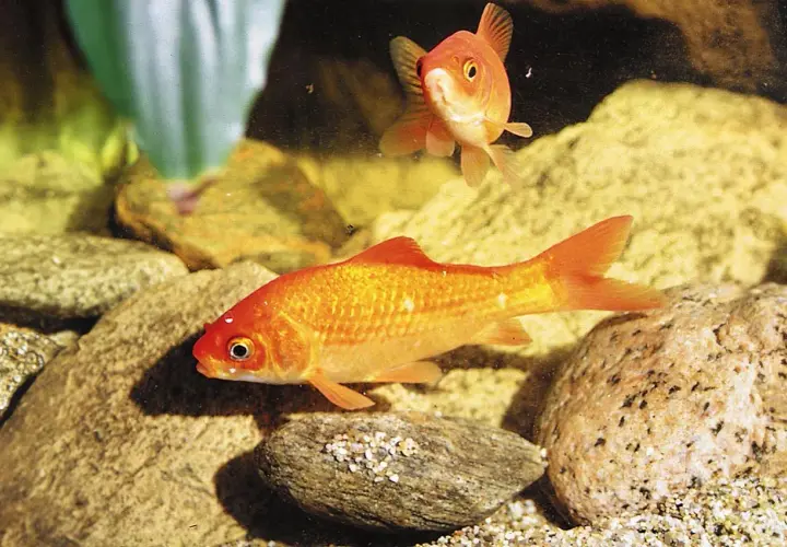 Två guldfiskar simmar i ett **golden fish tank** bland stenar och grus.