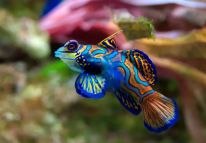 En färgglad box fish simmar i korallrev. Dess blå och orange mönster är som en levande målning.