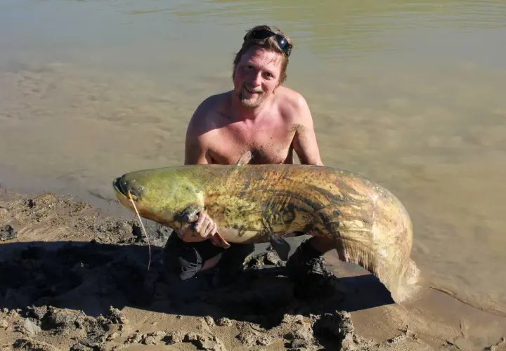 Glad fiskare stoltserar med en enorm mal fisk vid strandkanten.