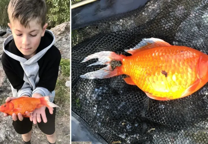 En pojke håller en orange guldfisk i händerna. En annan bild visar samma guldfisk i ett fiskenät, utan pump i skålen.