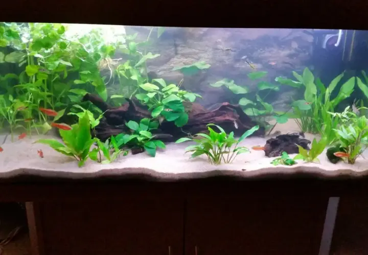Akvarium med frodiga växter, småfiskar och vit sand. Baskarp sand ger en ren och naturlig känsla.