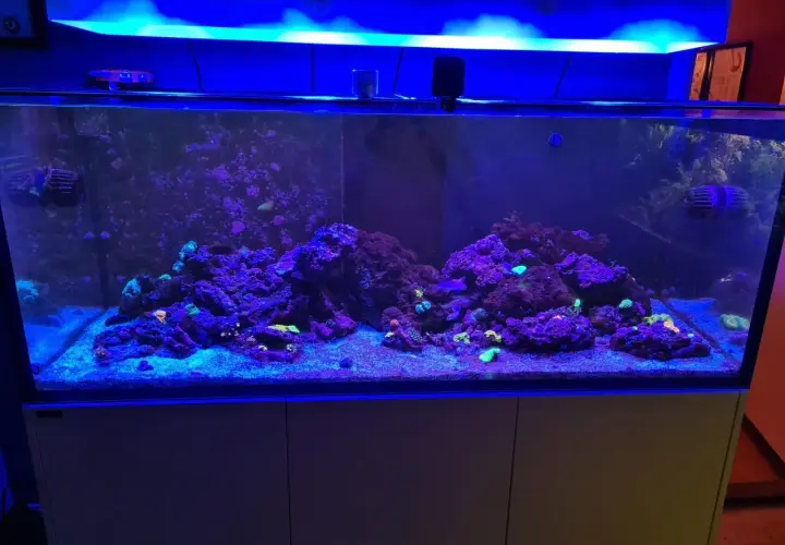 Ett vackert akvarium på 150 liter med koraller och stenformationer, belyst av blått ljus.