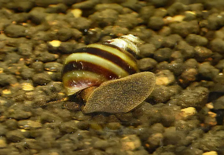 En randig snäcka, liknande en *Hydrocotyle leucocephala*, kryper på grusig botten i ett akvarium.