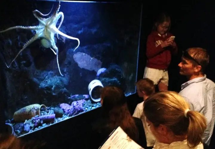 Familj tittar på en bläckfisk i ett akvarium med svart vatten.