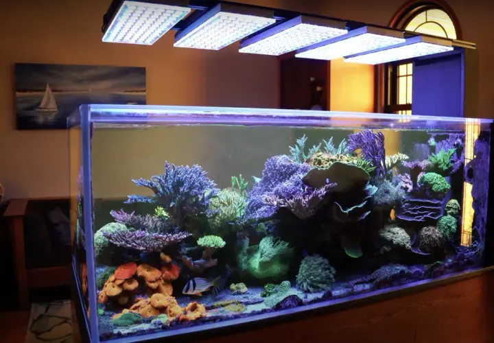Ett 8 kantigt akvarium med färgstarka koraller och fiskar, belyst av LED-lampor.