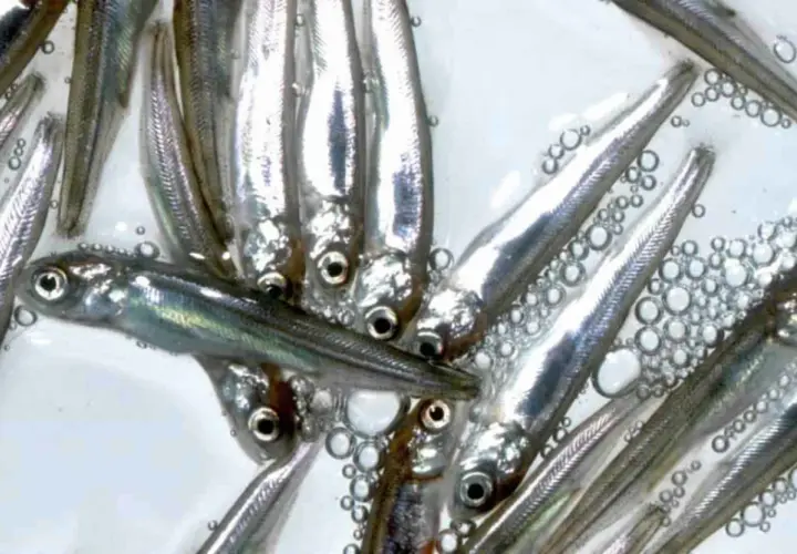 En grupp små, silverglänsande yngel simmar tätt tillsammans i vatten med små bubblor.