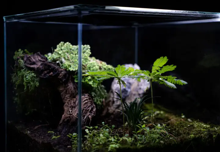Ett litet, frodigt växtakvarium med mossa, en trädstam och gröna blad.