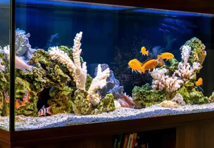 Fiskar simmar bland koraller och stenar i ett akvarium. Vissa fiskar är orange, andra randiga. Det ser ut som om de hjälper till att tvätta stenar.