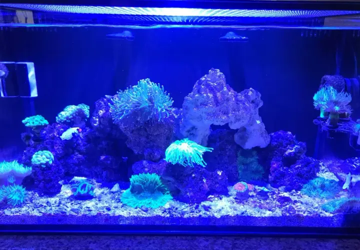 Ett akvarium med levande sten, koraller och en liten fisk i blått ljus.