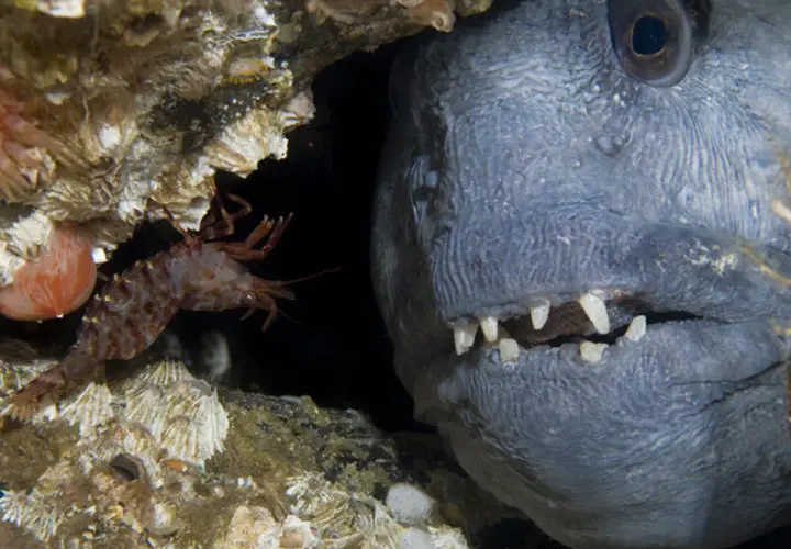 En räka kryper förbi en stor fisk med vassa tänder i en mörk undervattensgrotta.