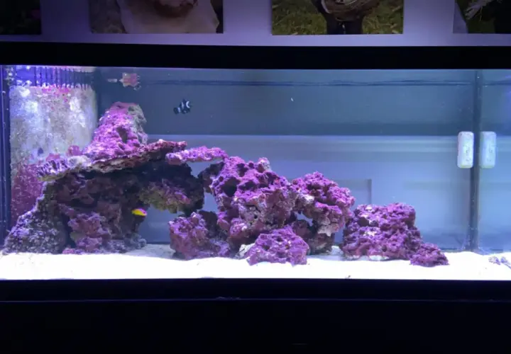 Ett akvarium med korallrev och fiskar. En clownfisk simmar bland lila koraller och en liten gul fisk syns också.