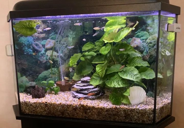 Ett vackert akvarium utan pump, fyllt med gröna växter, stenar och små fiskar som simmar runt.