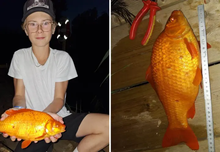 En pojke håller en stor guldfisk. Bredvid mäts fisken med en linjal, som visar att den är över 30 cm. Man kan verkligen undra hur stor kan en guldfisk bli!
