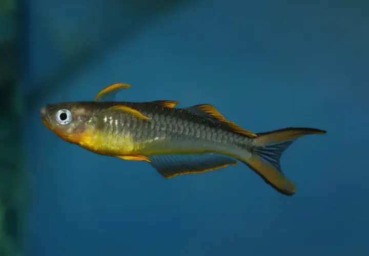 En gul och grå pseudomugil furcatus simmar i blått vatten.