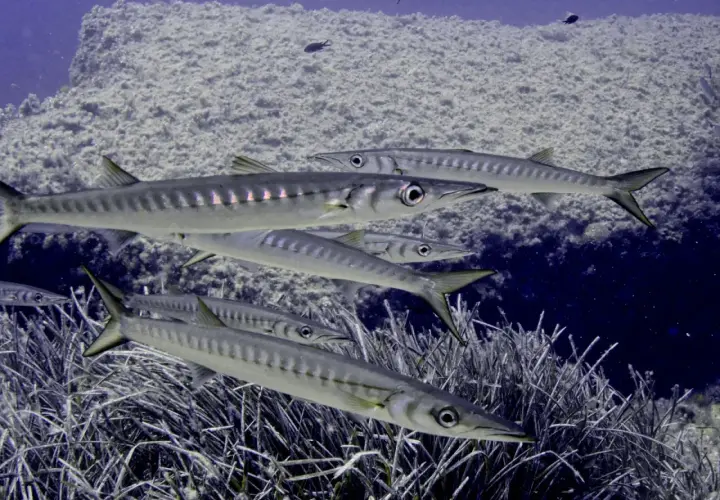 En flock barracudafiskar simmar genom klart vatten, med en klippvägg täckt av alger bakom sig.