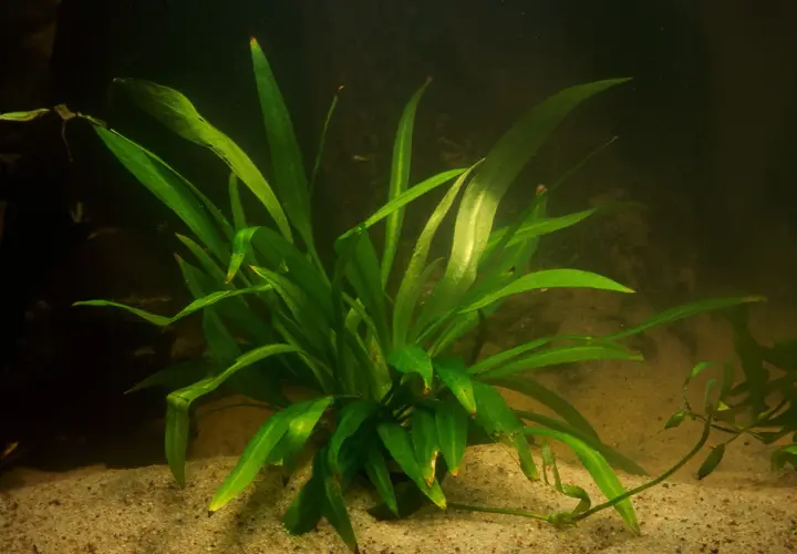 En frodig svärdplanta växer i akvariets sandbotten, dess långa, gröna blad sträcker sig mot ljuset.