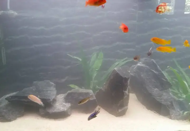 An aquarium with orange and yellow fish swimming among rocks and plants.